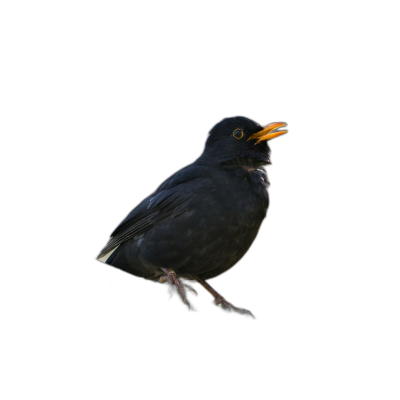 Blackbird singing on black background, professional photography studio photo, high resolution, high details Transparent Background