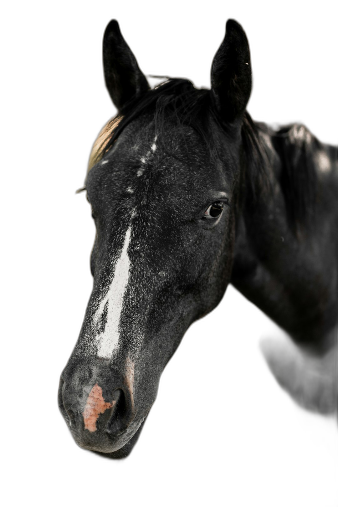 studio portrait of a black horse with a white spot on its forehead, headshot, on a pure solid black background, in the style of Hasselblad photography, professional studio photography, award winning photography  Transparent Background