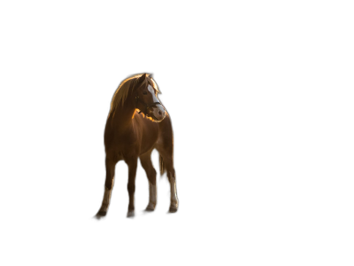 A horse standing in the dark, illuminated in the style of light from behind, isolated on a black background, backlight photography, photorealistic techniques, golden hour lighting, high resolution image.  Transparent Background