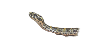 a single highly detailed majestic snake floating in the air with black background, y2k aesthetic, dreamy, muted colors, dim lighting,  Transparent Background