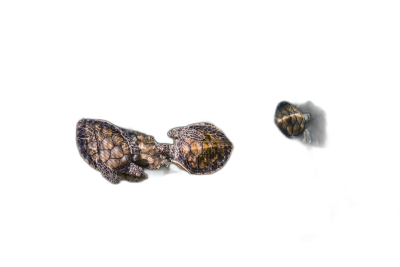 Two small baby turtles sleeping on the ocean bottom, seen from above, macro photography, isolated black background, in the style of National Geographic photo  Transparent Background