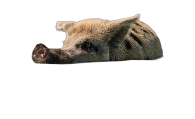 portrait of an expressive cute wild boar peeking over the edge, isolated on black background, high quality photo  Transparent Background