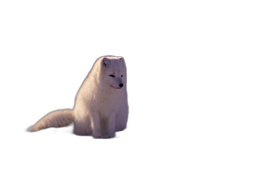 A cute white arctic fox sitting on the ground, full body, isolated in black background, in the style of animation.  Transparent Background