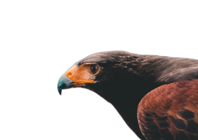 Hunting bird, dark background, head and shoulders portrait of an eagle, taken with a Nikon D850 DSLR using a Nikkor AFS VR Locherare lens in the style of raw photography.  Transparent Background