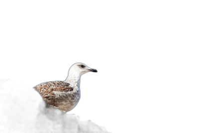 A small white bird with dark brown spots perched on the edge of an abyss against a black background, illuminated by soft light from above. The composition is centered around the seagull's silhouette and shadowed body, creating contrast between it and its surroundings. This shot highlights the beauty in nature's simplicity and elegance, captured in the style of Canon EOS5D Mark III camera with a shallow depth of field.  Transparent Background