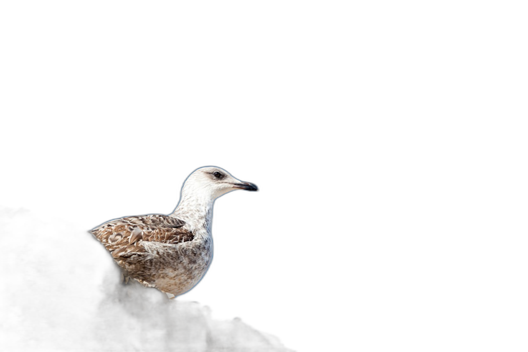 A small white bird with dark brown spots perched on the edge of an abyss against a black background, illuminated by soft light from above. The composition is centered around the seagull’s silhouette and shadowed body, creating contrast between it and its surroundings. This shot highlights the beauty in nature’s simplicity and elegance, captured in the style of Canon EOS5D Mark III camera with a shallow depth of field.  Transparent Background