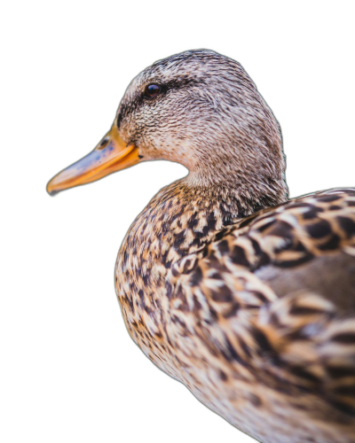 close up of female mallard duck, black background, photo realistic, high resolution photography  Transparent Background