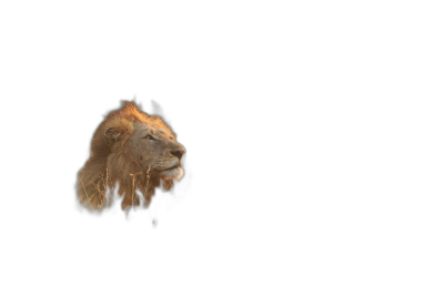 Photo of A lion silhouette on black background, ultra realistic photo, 4K, soft focus photography  Transparent Background