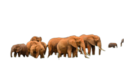 A herd of elephants walking in the dark, all painted red with green tusks, in the style of photorealism, isolated on a black background  Transparent Background