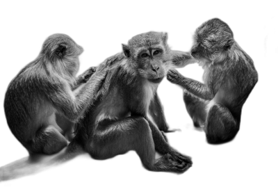 black and white photography of three monkeys playing with each other, sitting on black background, soft light, hyper realistic  Transparent Background