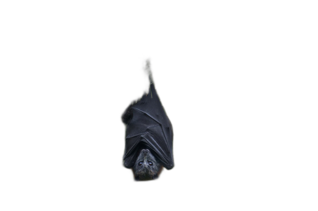 black background, no shadows, no light effects, bat hanging upside down  Transparent Background