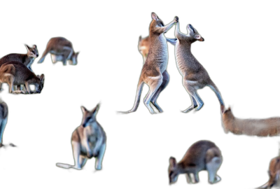 wide shot of kangaroos jumping in different poses, black background, photorealistic, hyperrealistc  Transparent Background