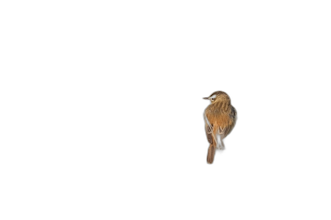 A tiny bird on the side of the screen, floating in a black background, in the style of minimalism, simple, high resolution, high definition.  Transparent Background