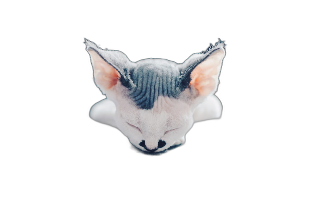 A photograph of an overhead view, highly detailed photo of the head and shoulders of a cute Sphynx cat made from wool felt with a black background, floating in air, studio lighting, hyper realistic, soft shadows, no contrast, clean sharp focus, cinematic photography in the style of studio photography.  Transparent Background