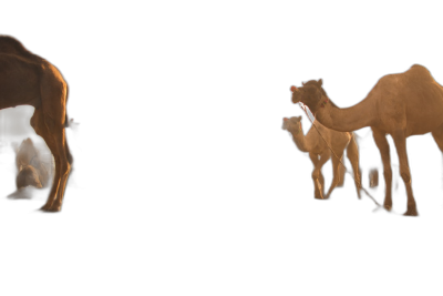 Three camels, including one baby camel and two mother camels in different poses on a black background. A hyper realistic game item 3D model render in the style of different artists.  Transparent Background