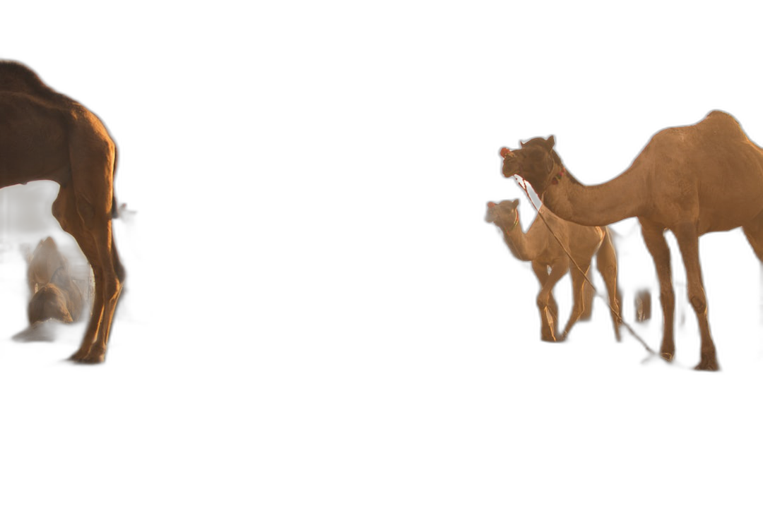 Three camels, including one baby camel and two mother camels in different poses on a black background. A hyper realistic game item 3D model render in the style of different artists.  Transparent Background