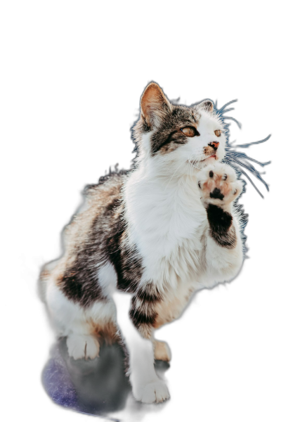 A cute cat is playing with its paws, standing on the ground and stretching upwards, black background, photography style, real photos, high definition details  Transparent Background