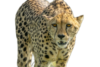 Cheetah, closeup of its whole body walking towards the camera on a black background, a high resolution photo with high quality photography in natural light and no shadows on its face or contrast, professionally color graded with a soft shadow and clean sharp focus with no blur effect.  Transparent Background