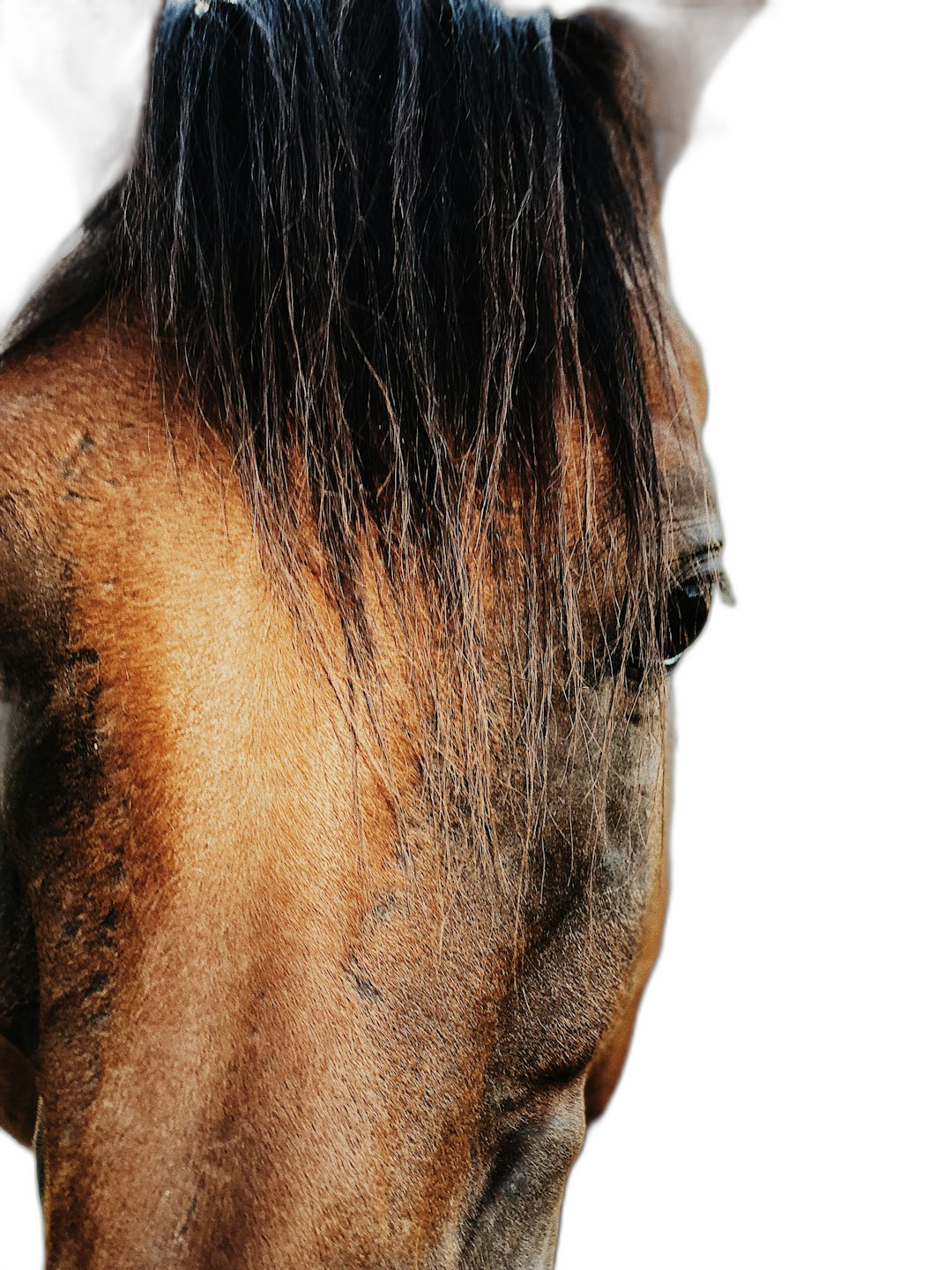 Close up of horse head, black background, professional photography, award-winning photo, in the style of Canon EOS  Transparent Background