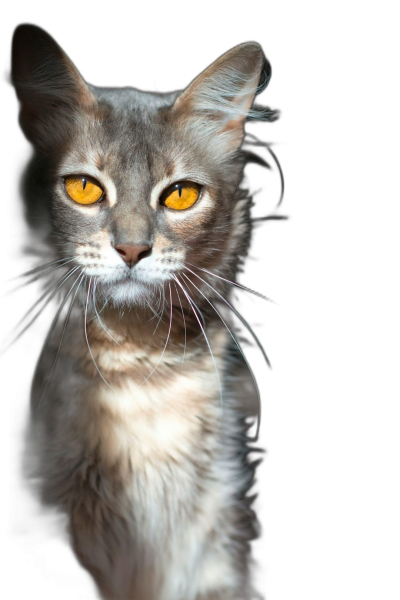 Beautiful photo of an enchanting grey and white Somali cat with bright yellow eyes, standing in front of a black background, taken in the style of Canon EOS R5.  Transparent Background