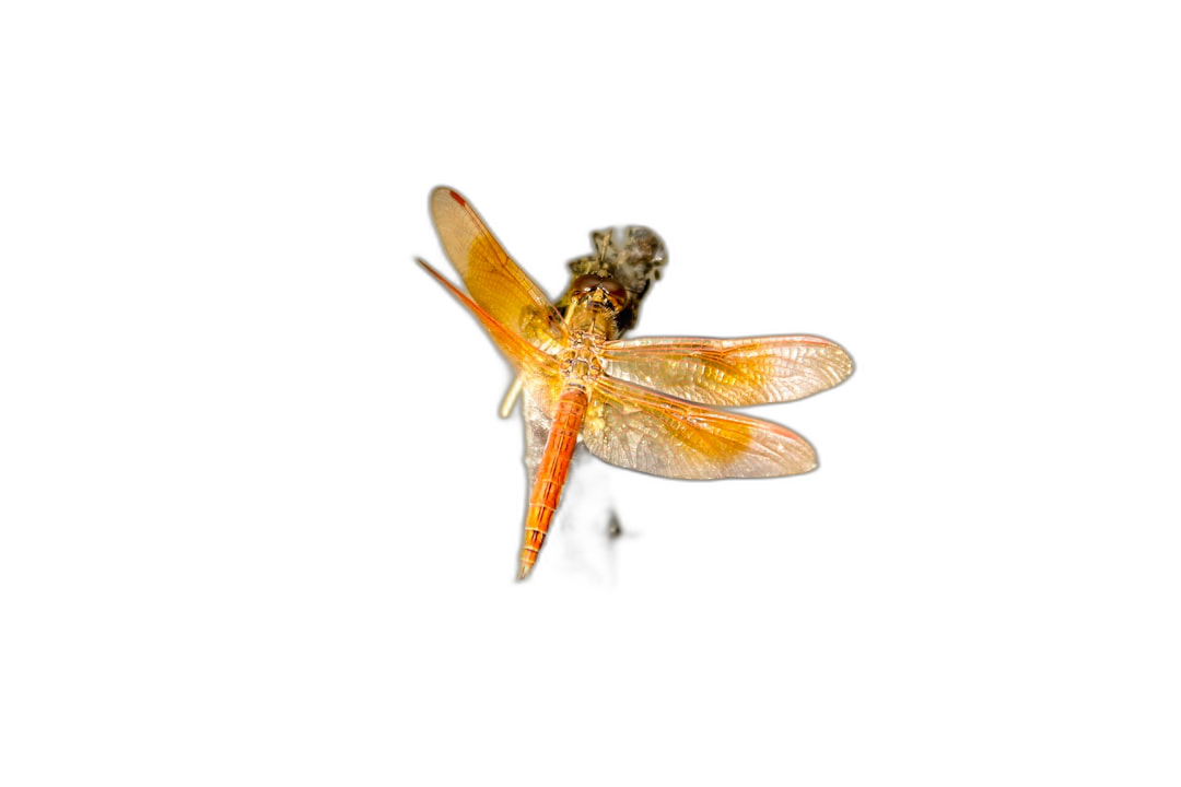 An orange dragonfly flying on a black background, high definition photography in the style of unknown artist.  Transparent Background