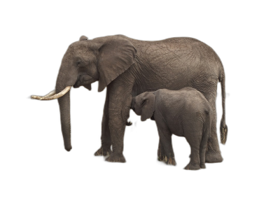 full body of mother elephant and baby standing side by side, isolated on black background, 3d render  Transparent Background