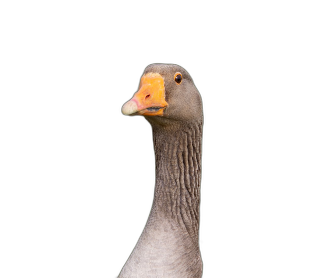 Portrait of an elegant grey bodied geese with orange beak on black background, looking at camera, studio shot, high resolution photography  Transparent Background