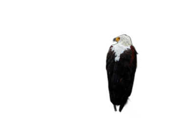 African fish eagle standing on the black background, minimalism, real photo  Transparent Background