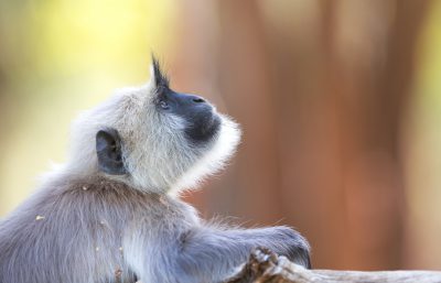 Closeup of an Indian gray monkey sitting on the edge of its tree branch and looking sideways at something in the distance, with a soft focus background and blurred forest in warm colors, with sunlight filtering through leaves, in the style of high resolution photography. --ar 64:41