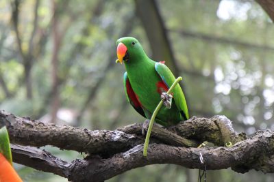 Photo of an electric parrot eating fruit on a tree branch in a zoo, taken in the style of Canon EOS R5 --ar 128:85