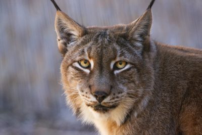 Closeup portrait of a lynx in the style of Canon EOS. --ar 128:85