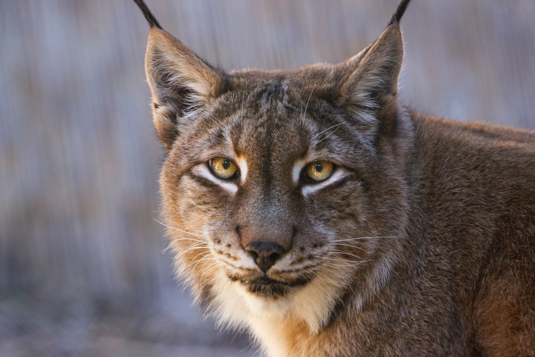 Closeup portrait of a lynx in the style of Canon EOS. –ar 128:85