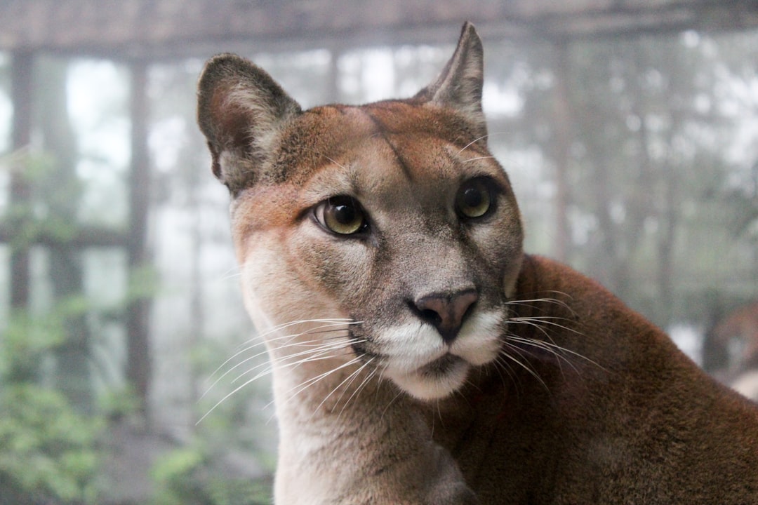 Professional photo of mountain lion, looking at camera, full body shot, blurred background, in an animal exhibit. The cat is standing and has large expressive eyes. It appears to be inside the enclosure with trees visible through its glass walls. There’s a hint of misty forest in the background. –ar 128:85