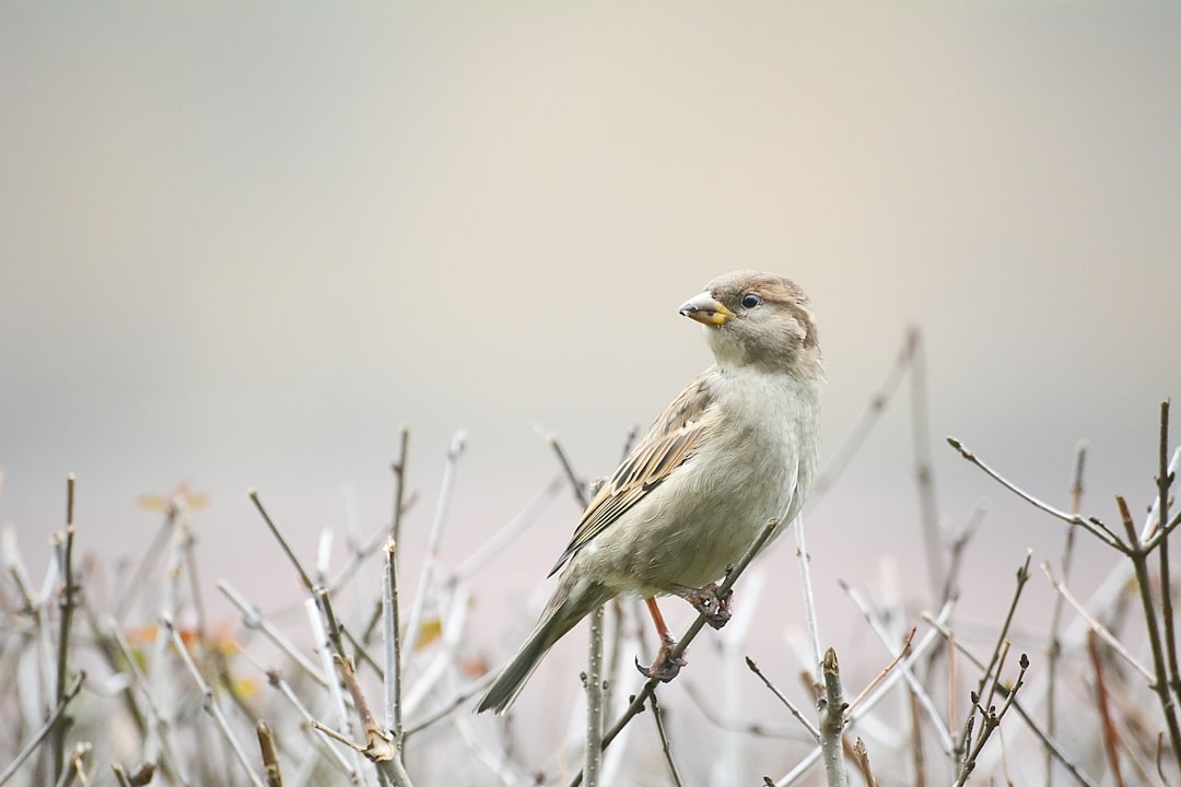 A beautiful sparrow perched on top of a thorny bush, with a soft misty background, showing depth of field, in the macro photography style, following the rule of thirds, taken with a canon eos r5 camera. –ar 128:85