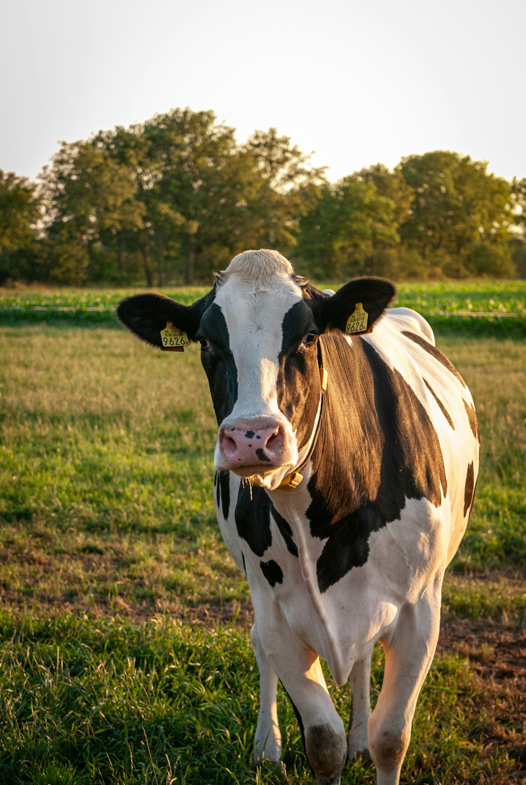 A black and white cow with a pink nose is standing in the green grass of an open field, golden hour lighting, looking at the camera, wearing an ear tag, portrait photography, captured in the style of Canon EOS R5. –ar 85:128