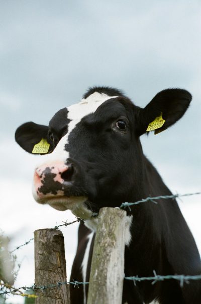 Close-up portrait of a black and white cow with a yellow tag in its ear, over a fence with barbed wire, pastel sky, in the style of Kodak portra800, in the style of Hasselblad 503cw --ar 21:32