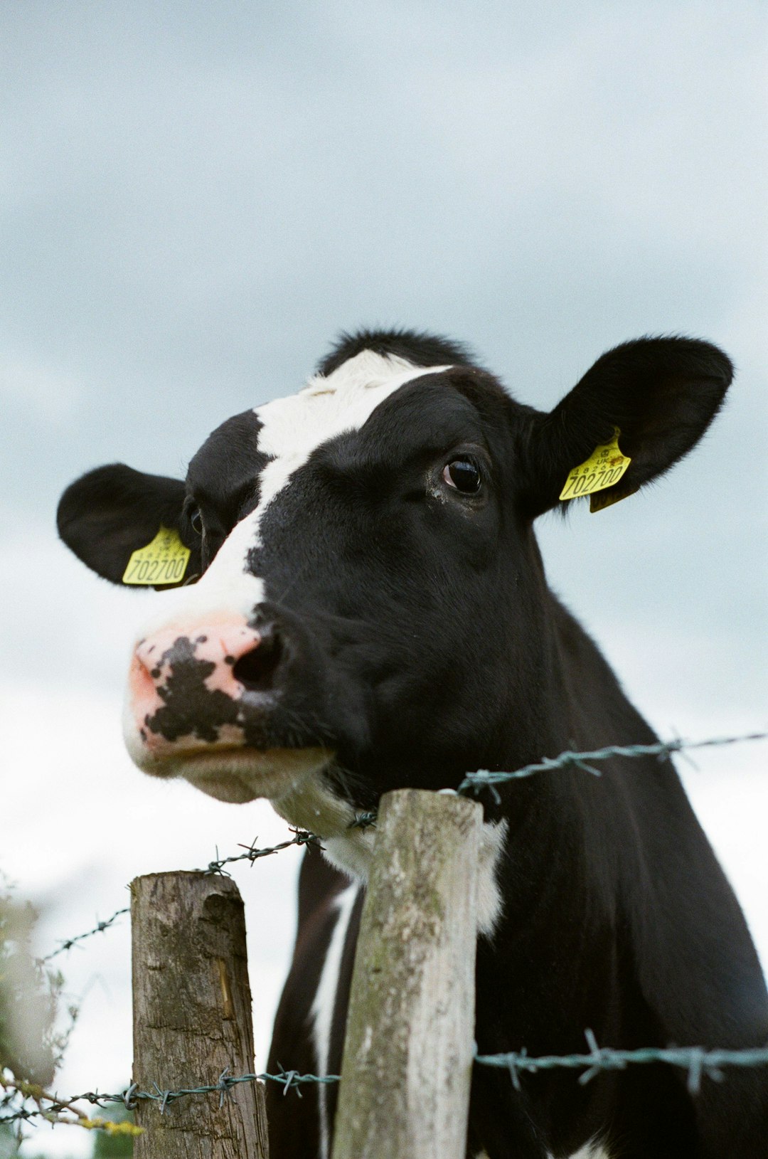 Close-up portrait of a black and white cow with a yellow tag in its ear, over a fence with barbed wire, pastel sky, in the style of Kodak portra800, in the style of Hasselblad 503cw –ar 21:32