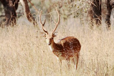 Photo of a deer with large antlers standing in tall grass at Ranthambore National Park, India. The photo is in the style of a traditional wildlife photograph. --ar 128:85