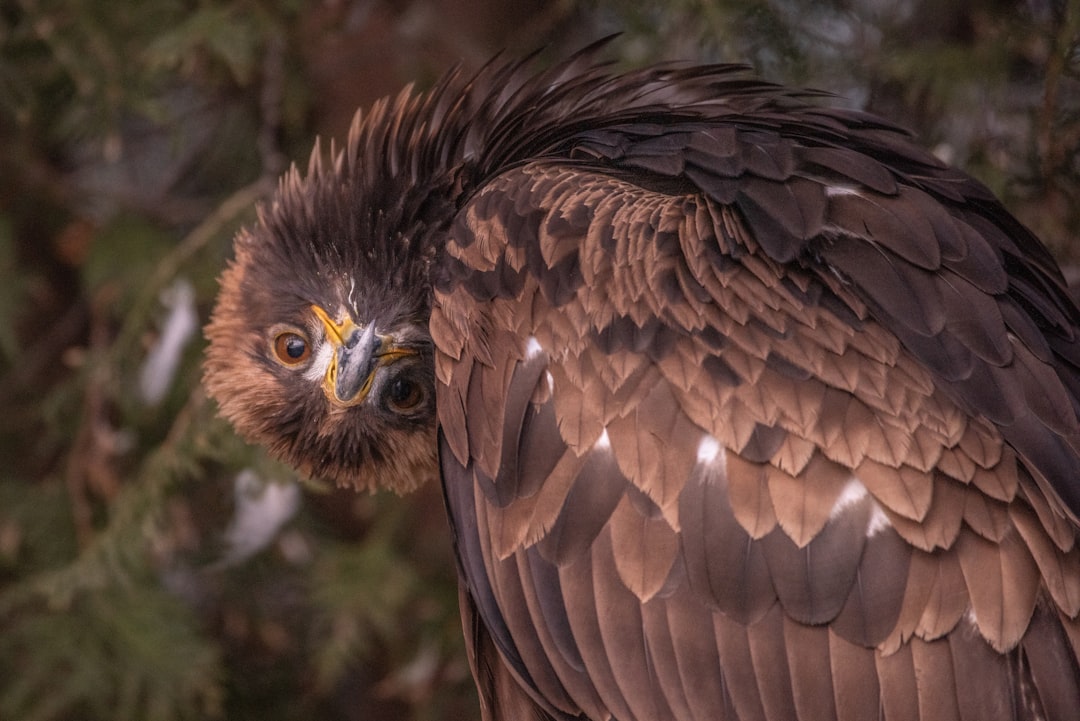 Photo of an eagle with its head turned to the side, looking at me from behind, with dark brown feathers and a white underbelly, in a natural environment, taken in the style of Nikon d850. –ar 128:85