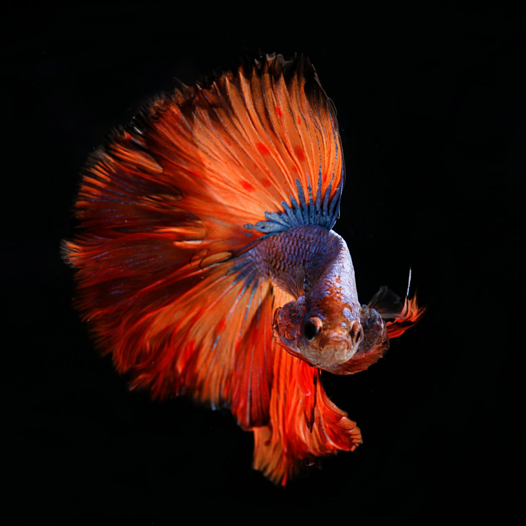 Beautiful male fighting fish, with red and blue fins, dark background, movement, studio lighting, high resolution photography, insanely detailed, fine details, isolated on a black background, award winning stock photo, ultra realistic in the style of HDR.