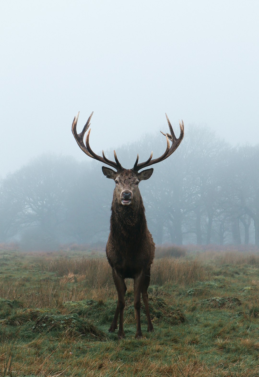 A photograph of a majestic stag with impressive antlers standing in a misty field, front view. The stag stands proudly in the style of [Xu Beihong](https://goo.gl/search?artist%20Xu%20Beihong), captured amidst the fog. –ar 11:16