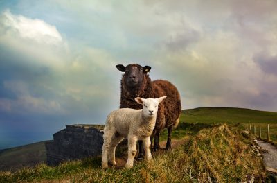 Sheep and lambs in the west of Ireland, in the style of National Geographic photography, with high resolution, hyper realistic images, professional color grading, soft shadows, minimal contrast, and clean sharp focus in the digital photographs. --ar 32:21