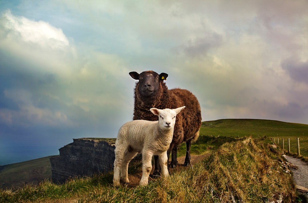 Sheep and lambs in the west of Ireland, in the style of National Geographic photography, with high resolution, hyper realistic images, professional color grading, soft shadows, minimal contrast, and clean sharp focus in the digital photographs. –ar 32:21