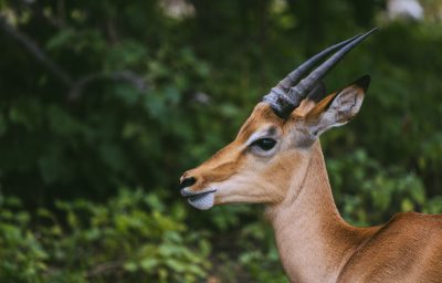 A closeup portrait of an impala in the African savannah, showcasing its elegant horns and expressive eyes against lush greenery, with a focus on the face. --ar 64:41