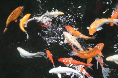 A photo of beautiful koi fish in a pond, some orange and white, others black with gold scales, some swimming together, some jumping out of the water, some have long fins, some long tails, some are plain white or solid colored. --ar 128:85