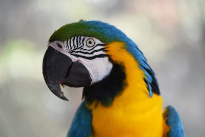 Blue and yellow macaw parrot head portrait close up photo. The portrait is in the style of a macaw parrot with blue and yellow feathers. The close up photo captures the parrot's face and head. --ar 128:85