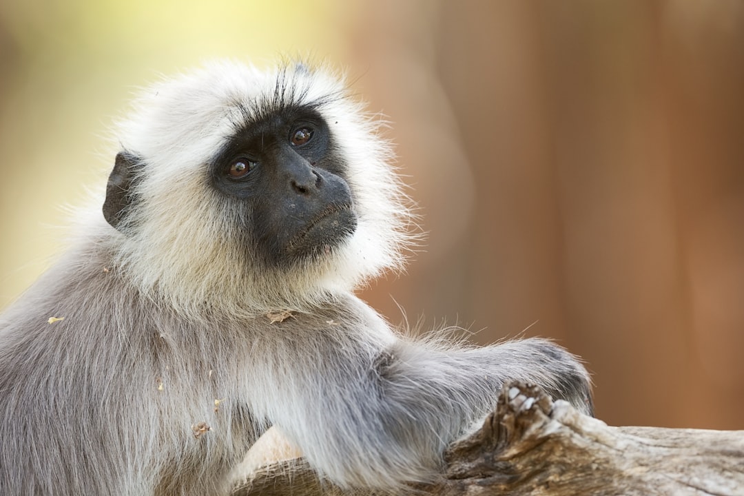 White monkey with a black face, gray fur and a long tail sitting on the edge of a tree trunk in a natural environment. Portrait shot of an Indian gray tinosye macaque. National geographic style photo in the style of National Geographic. –ar 128:85