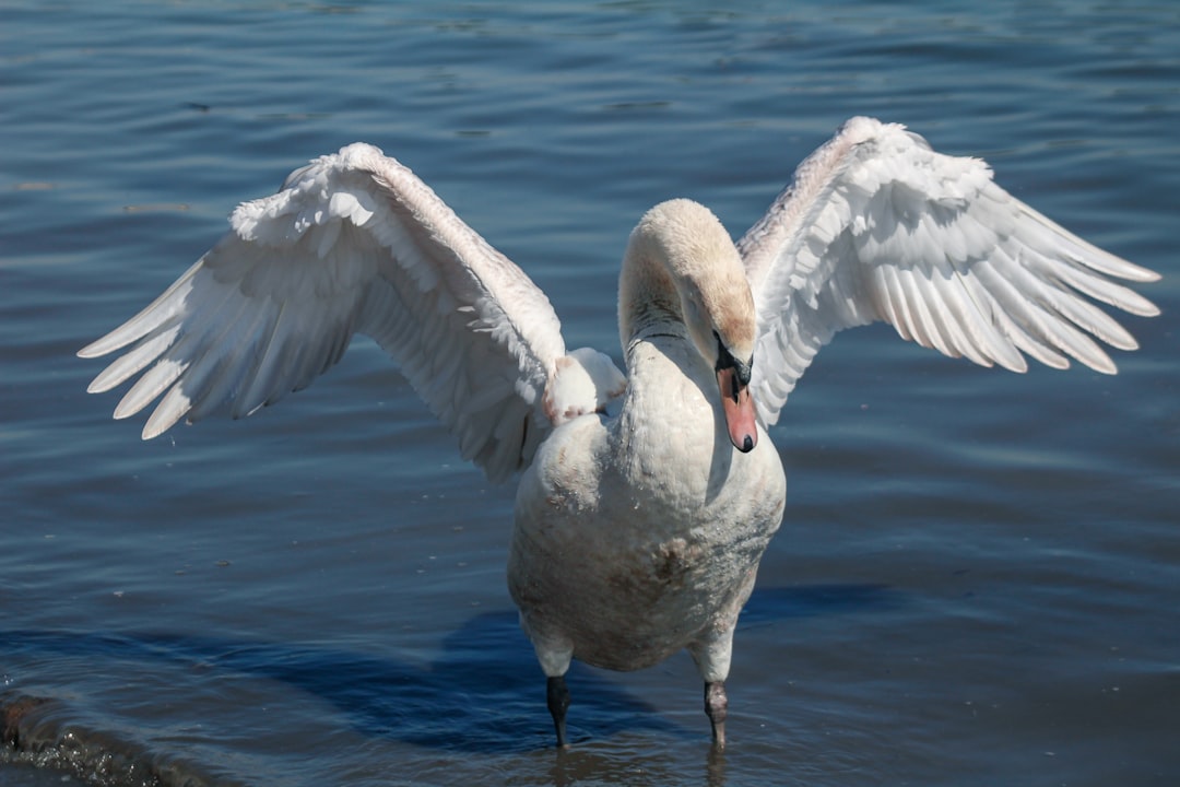 A beautiful swan flapping its wings over the water in a full body shot, in the style of professional photography using natural light, for a high quality photo. –ar 128:85