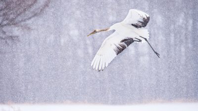 Red-crowned crane flying in falling snow, captured with a Nikon D850 DSLR at an aperture of f/4 and ISO of 230 to capture a broad dynamic range, panning the shot to depict its majestic flight against a snowy backdrop, in the style of no particular artist. --ar 16:9