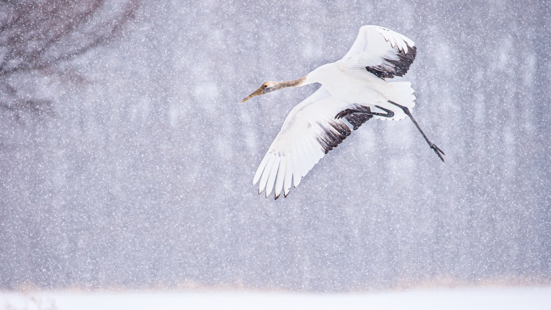 Red-crowned crane flying in falling snow, captured with a Nikon D850 DSLR at an aperture of f/4 and ISO of 230 to capture a broad dynamic range, panning the shot to depict its majestic flight against a snowy backdrop, in the style of no particular artist. –ar 16:9